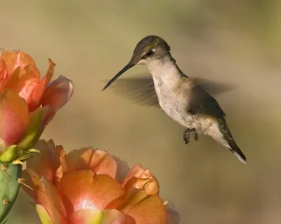 Крошечный колибри (Colibri thalassinus) - Picture Bird