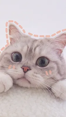 Чёрный кот обои на телефон | Cute cartoon wallpapers, Cat phone wallpaper,  Iphone wallpaper cat