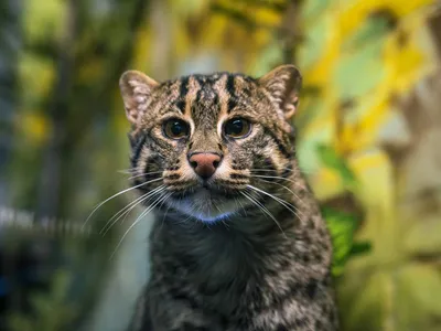 Милые котики» — создано в Шедевруме