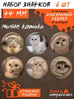 Милый котик картинки - 77 фото