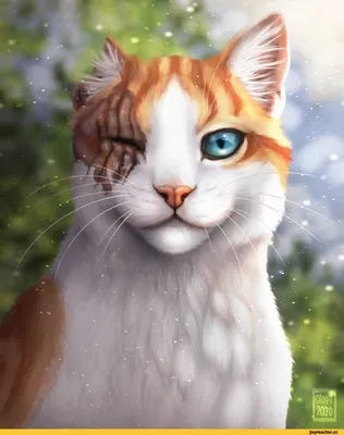 Коты воители / Саша | Warrior cats art, Warrior cats fan art, Warrior cat  drawings