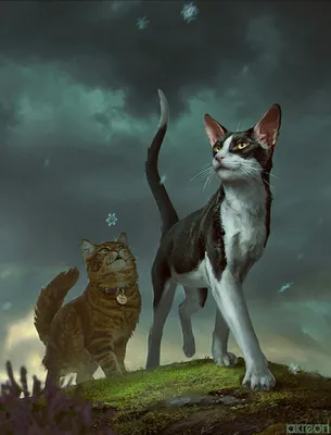 Jake and Talltail | Warrior cats series, Warrior cats books, Warrior cats  art