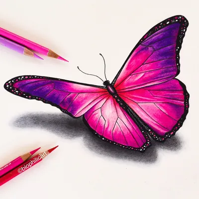 Красивые Бабочки - Butterfly Vector - Free Transparent PNG Clipart Images  Download