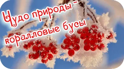 Картинки доброе утро с природой красивые необычные с надписью (58 фото) »  Картинки и статусы про окружающий мир вокруг