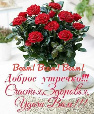 Картинки С добрым утром с цветами 🌹 - скачать (165 шт.)