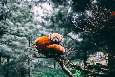 красная панда#лапы#дерево# кора#животное#обои | Red panda, Panda, Brown bear