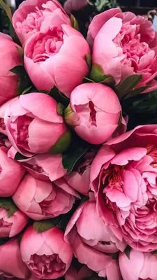 Peony wallpaper | Цветок, Цветочные фоны, Цветочные картины