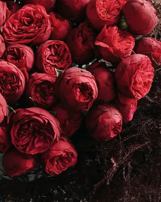 Peony wallpaper | Floral photography nature, Black flowers wallpaper,  Flower iphone wallpaper