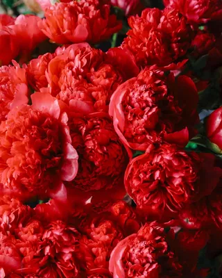 Букет из пионов Peonies S (13) купить в Москве с доставкой по цене 15590  руб, бесплатный самовывоз