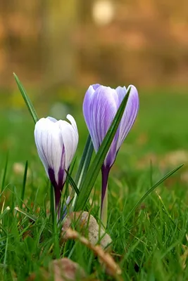 Picture Violet Flowers Crocuses Grass Closeup 640x960