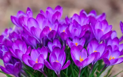 Nature Crocus HD Wallpaper