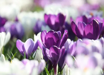 Крокус Ремембранс (Crocus Remembrance) - Луковицы крокусов - купить  недорого Крокусы в Москве в интернет-магазине Сад вашей мечты