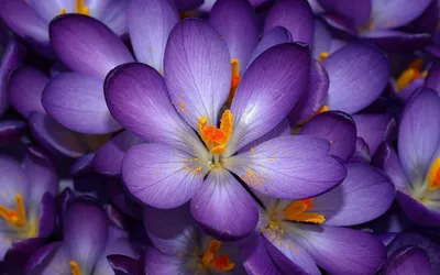 Обои Spring Purple Crocus на телефон iPhone 5C