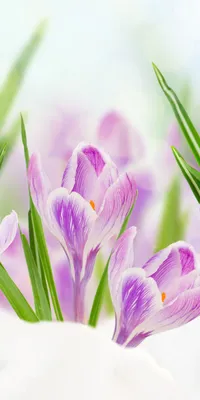 Mobile wallpaper: Flowers, Snow, Flower, Close Up, Earth, Crocus, Purple  Flower, 1142823 download the picture for free.