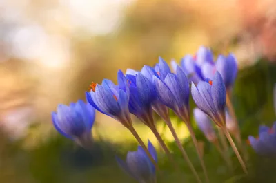 Pictures Spring Flowers Crocuses Many 1080x1920