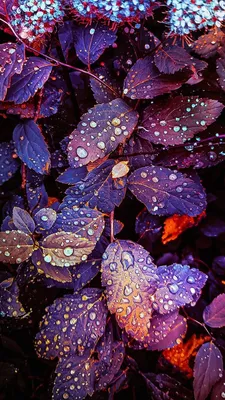 Autumn 🍂 Wallpaper | Floral wallpaper iphone, Flower iphone wallpaper,  Wallpaper nature flowers