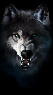 1080x1920 Wolf Wallpapers for Android Mobile Smartphone [Full HD]