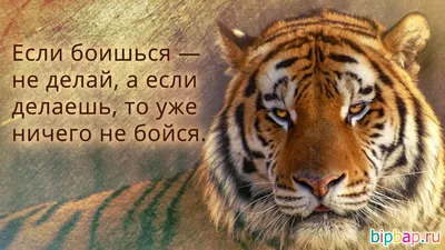 ☆Лучшие статусы☆, №2012252587 | Фотострана – cайт знакомств, развлечений и  игр