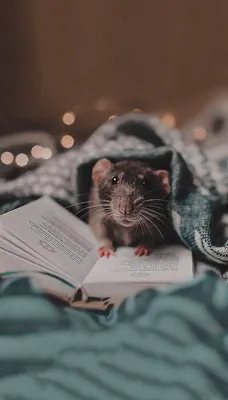 Рататуй | Cute rats, Pet rats, Cute animals