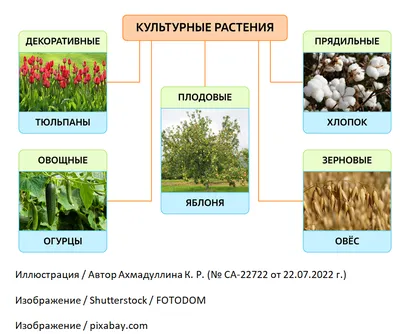 Культурные растения картинки