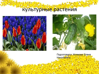 Культурные и дикорастущие растения