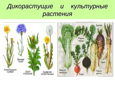 Дикорастущие растения культурные, чем полезны? | В огороде Бабы Томы | Дзен