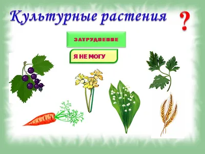 Резервы повышения продуктивности и технологической обеспеченности овощных  культур в Дагестане – тема научной статьи по сельскому хозяйству, лесному  хозяйству, рыбному хозяйству читайте бесплатно текст  научно-исследовательской работы в электронной ...