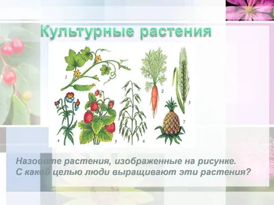 Учебный гербарий \"Культурные растения\" купить недорого - Ход конем