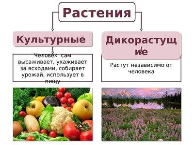 Культурные растения в китайской медицине. Том 3. Белоусов П.В., купить  дешево в магазине Medbanki