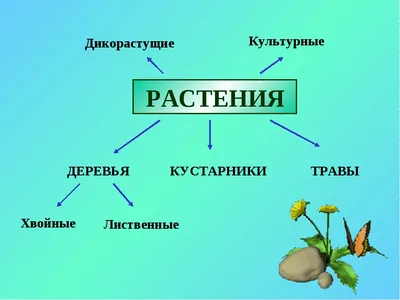 Зеленый Пестрые Баклажан, Solanum Melongena, Пасленовых, Культурные Растения  С Фиолетовыми Цветами, Гибрид F1 С Зелеными Овальными Плодами  Кремового-желтого Пестрая В Дистальной Половине, Растительное Фотография,  картинки, изображения и сток-фотография ...