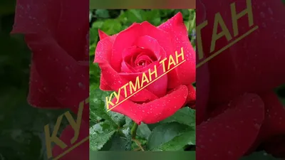 Кутман таң | Plants, Best, Garden