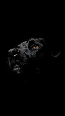 Обои iPhone wallpaper dogs | Black labrador dog, Black dog, Black labrador