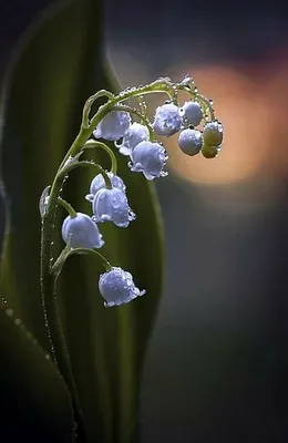 Чем опасен ландыш