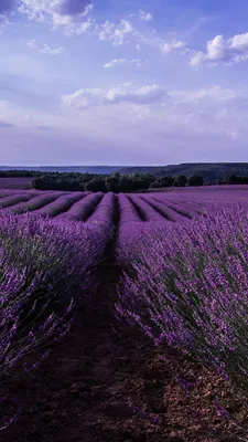 Обои лаванда, поле, Прованс, Франция, lavender, field, sky, mountain,  Provence, France, Europe, 4k, Природа #16530