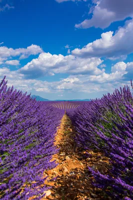 Download \"Lavender\" wallpapers for mobile phone, free \"Lavender\" HD pictures