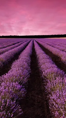 💜Lavender💜 | Hd nature wallpapers, Travel wallpaper, Nature hd