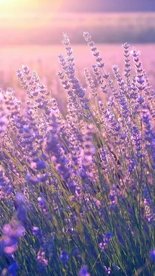 Lavenders... | Flowers photography wallpaper, Purple flowers wallpaper,  Pretty wallpapers backgrounds