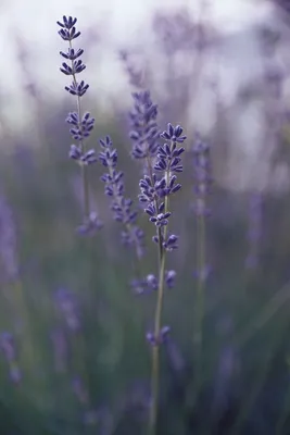 Lavender | Пейзажи, Фиолетовые фоны, Цветочные фоны