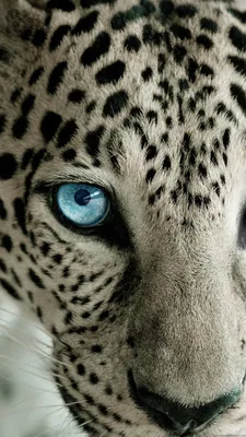 Snow Leopard Blue Eye Free Download Wallpapers for Phone