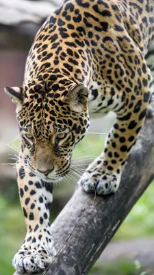 Download wallpaper 3132x5568 leopard, big cat, predator, beast, wildlife hd  background