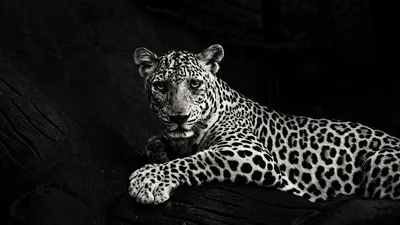 Leopard Lying on Wooden Surface Full HD - pling.com