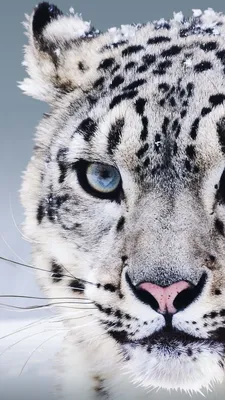 Wallpaper Snow Leopard, China, blue eyes, snow, Animals #8257