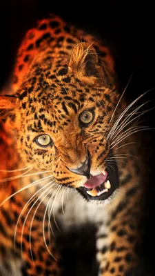 1080x1920 Leopard Wallpapers for Android Mobile Smartphone [Full HD]