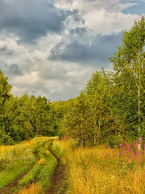 Фотография Россия осенние Природа лес Дороги траве Деревья 600x800