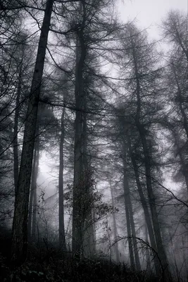 Download wallpaper 800x1200 forest, fog, trees, branches, black, gray,  gloomy iphone 4s/4 for parallax hd background