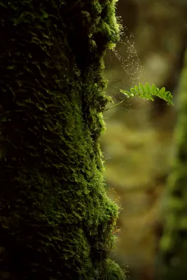 File:Mossy Tree.jpg - Wikimedia Commons