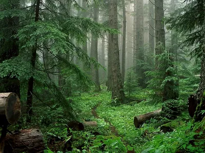 Wallpapers iPhone forest Mountain | Пейзажи, Лес, Природа