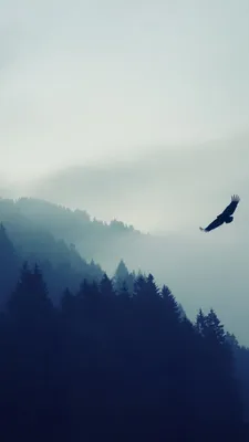 Обои лес, 5k, 4k, туман, орел, обои, forest, 5k, 4k wallpaper, fog, eagle,  landscape, wallpaper, ОС #3441 - Страница 127