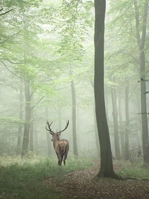 Picture Deer Fog Nature forest Trees Animals 600x800