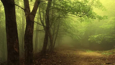 Лес в тумане обои – Full HD (1920×1080) – Fog in the forest